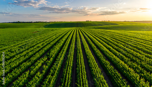 Aerial view of lush green agricultural field with straight crop rows at sunset