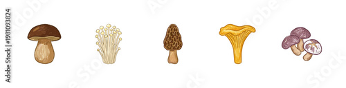 Wild Forest Mushrooms and Edible Fungi Varieties with Fluid Crayon Pencil Texture in Crayon Colorful Style