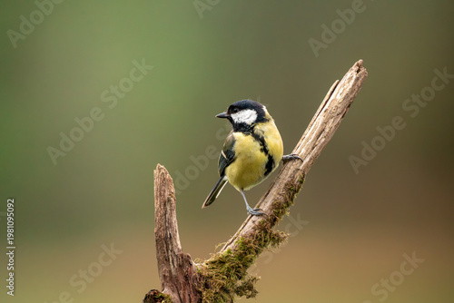 great tit perched