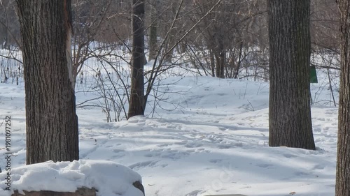 Trees in the snow in the winter park. The squirrel ran into the forest.