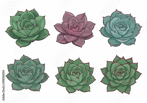 Set of six hand-drawn colorful succulent plants, including Echeveria, in various shades of green, purple, and blue, isolated on a white background.