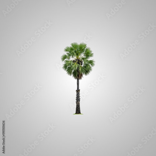A single Asian Palmyra palm tree isolated on a clean minimalist gray background for design work
