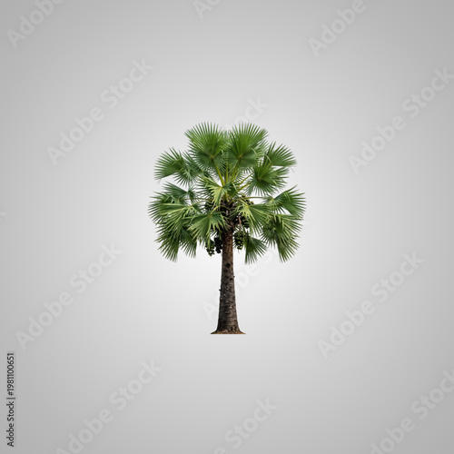 Single Borassus flabellifer palm tree with fan leaves and fruit isolated on neutral background