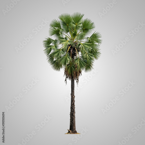 Full Length Studio Shot of Tall Mature Sugar Palm Tree Isolated on Neutral Grey Background