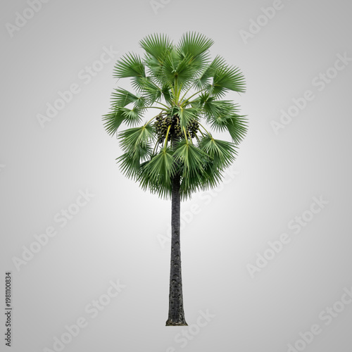 Isolated Asian Palmyra palm tree with clusters of fruit on a solid grey background