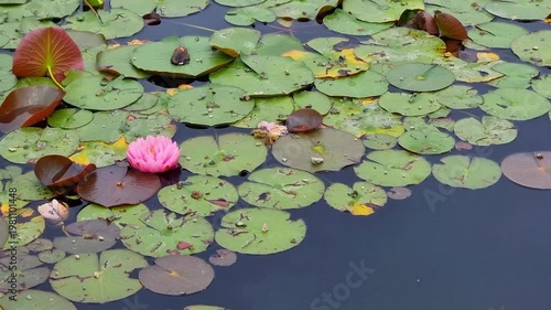 Beautiful Flowers In The Pond