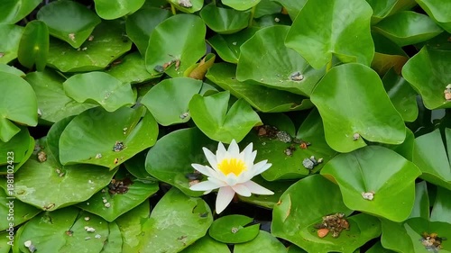 Flowers in the pond. Nymphaea.