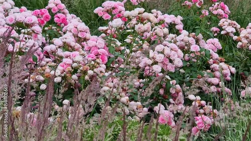 Beautiful botanical shot, natural wallpaper. Roses bloom in summer.