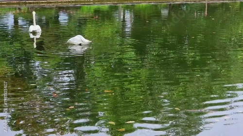 Swans Swim In The Pond