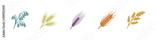 Cereal Grain Ears and Agricultural Botanical Crops with Colorful Crayony Pencil Texture and Organic Textural Details