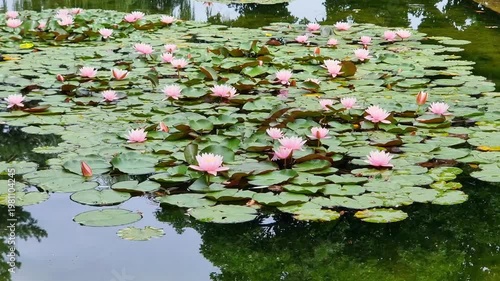 Beautiful Flowers In The Pond