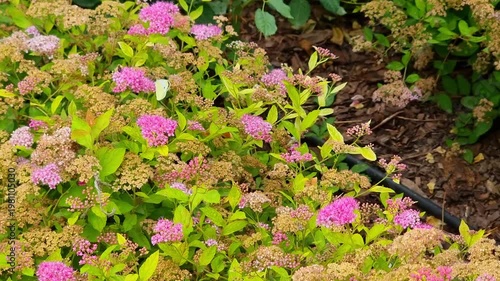 Beautiful flowers in the garden. Spiraea japonica in summer.