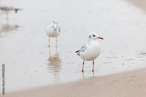 Seagull in the natural environment on the Baltic Sea.