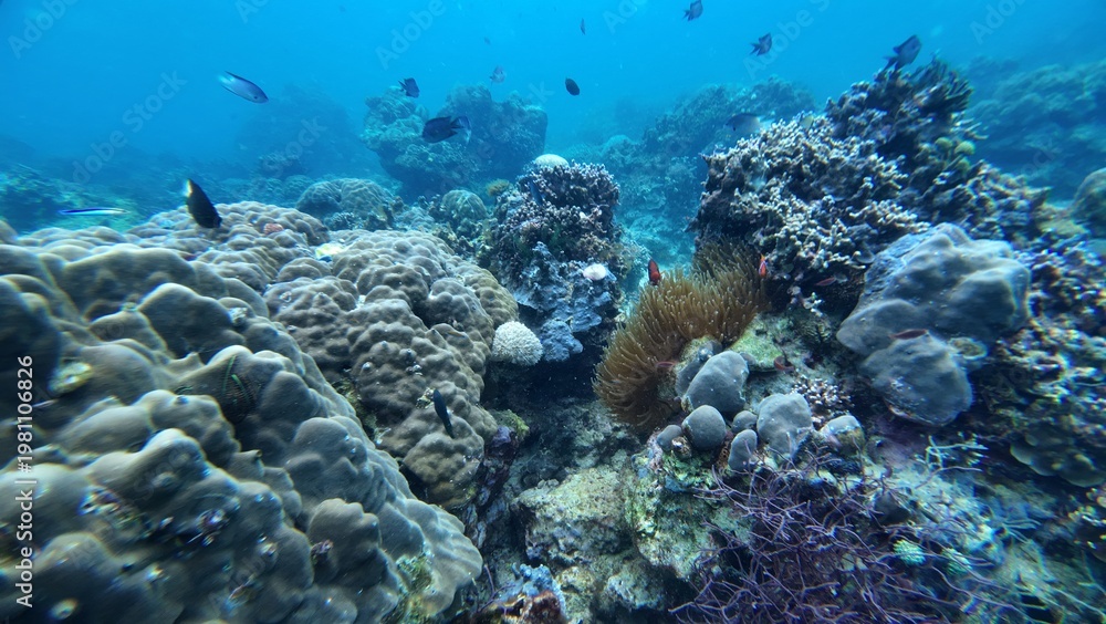 Obraz premium Underwater sea ocean water with beautiful diverse corals and fishes swimming 