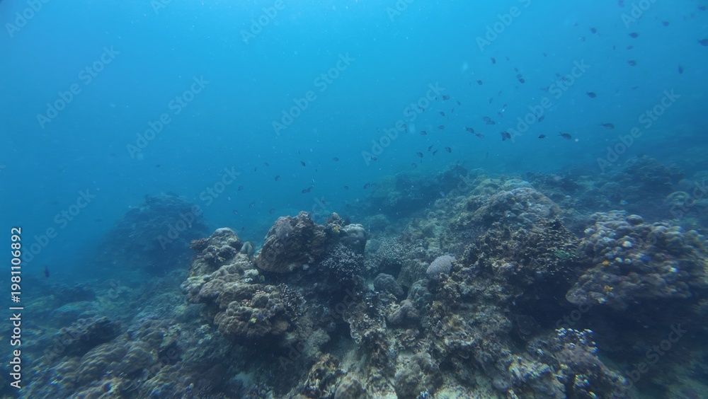 Fototapeta premium Underwater sea ocean water with beautiful diverse corals and fishes swimming 