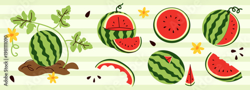 Ripe whole watermelon fruits, cut pieces and slices, branch with leaves and small flowers. Summer background. 