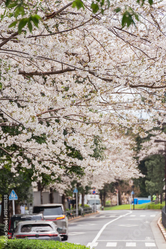 A scenic city road framed by overhanging branches of white cherry blossoms (Sakura) in full bloom. Cars are parked and driving along the asphalt road, blending urban life with the beauty of the spring