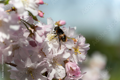 A detailed macro shot of a bee gathering pollen from a cluster of light pink cherry blossoms (Prunus). The image features a soft, blurred natural background with bright spring lighting, emphasizing th