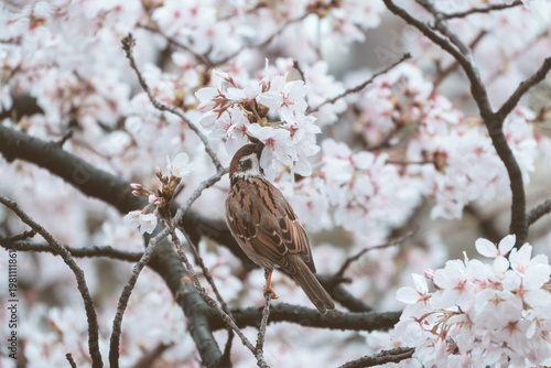 Small sparrow resting on a tree branch with blooming cherry blossoms in a soft, bright spring garden setting.