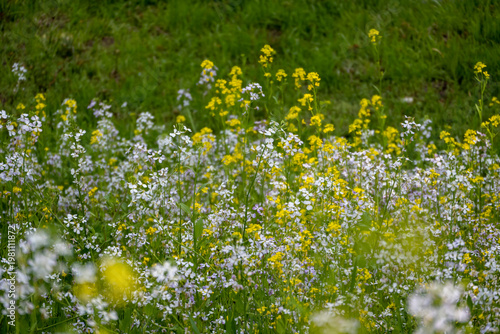 A lush, sun-drenched field filled with a mix of small white and vibrant yellow wildflowers. The shot features a shallow depth of field, highlighting the delicate petals against a soft green grass back