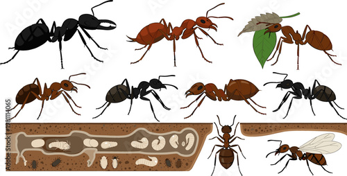 Set of 9 Ant Illustrations Featuring Various Species, Behaviors, and Ant Colony Life Stages