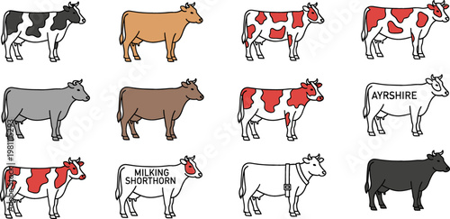 Set of 12 Cow Breeds Illustrations Including Ayrshire, Milking Shorthorn, and Various Color Patterns