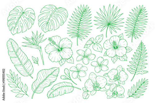 Diverse botanical illustrations of tropical and temperate plant leaves and flowers Vector