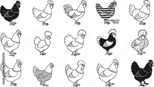 Set of 15 Chicken Illustrations with Various Poses, Patterns, and Breeds, Including Plymouth Rock