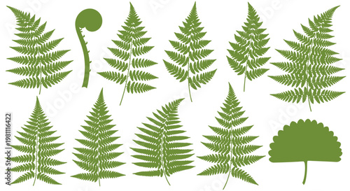 Fern Fronds in Green Foliage Pattern Close Up.