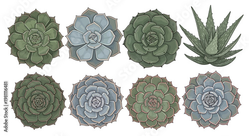 Collection of Succulent Plants Featuring Rosette Shapes.