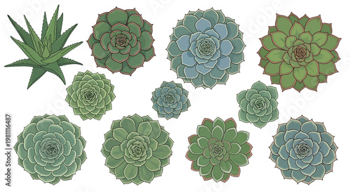 Close Up Rosette Shaped Succulent Plants.