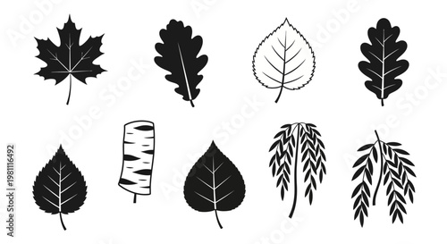 Assorted Leaf Silhouettes Collection For Study.