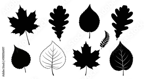 Assorted Leaves Silhouettes Close Up Study.