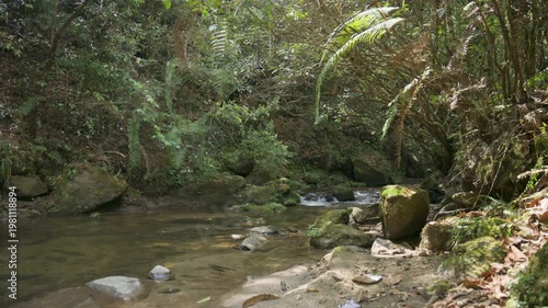 4K Clear Creek Water Cascading Over Green Mossy Rocks in Woodland