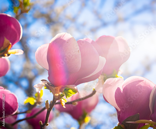 Tulpen-Magnolie (Magnolia × soulangeana)