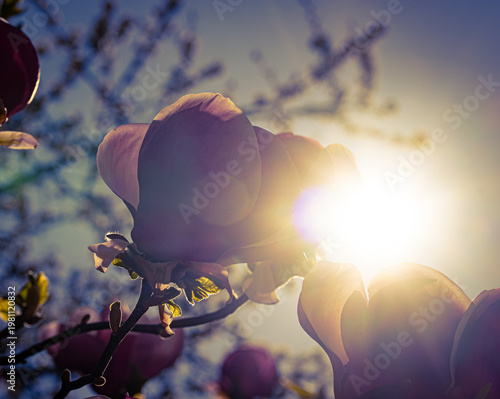 Tulpen-Magnolie (Magnolia × soulangeana)