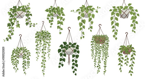 Collection of various hanging potted plants with lush green foliage.
