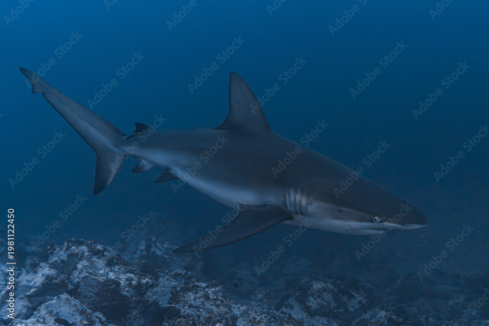 Obraz premium Galapagos Shark in Malpelo island