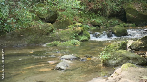 4K Tranquil Forest Stream Flowing Around Large Moss-Covered Boulders
