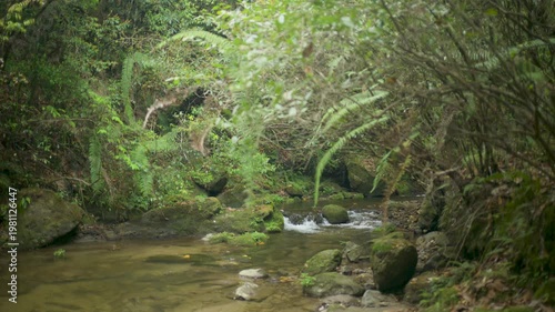 4K Tranquil Forest Stream Flowing Over Mossy Rocks Among Lush Ferns