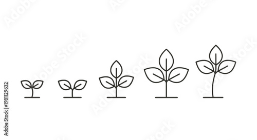 Stages of plant growth with budding leaves and stems isolated on transparent background, Vector