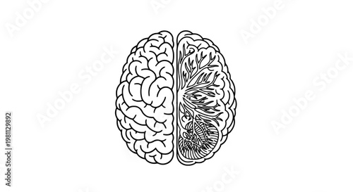 Detailed illustration of a human brain showing left and right hemispheres isolated on transparent background, Vector