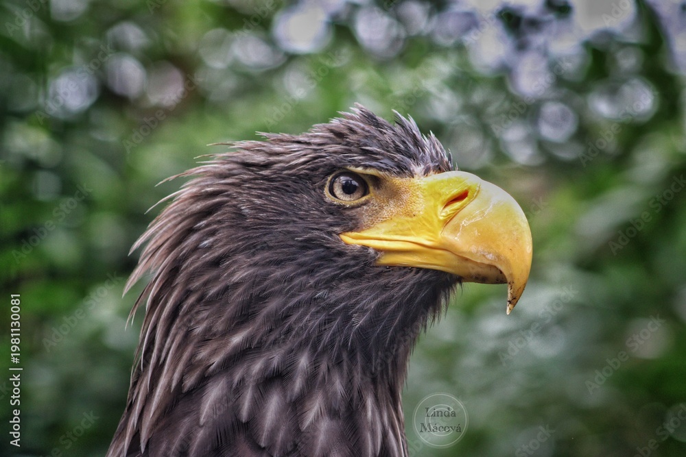 Obraz premium portrait of a eagle