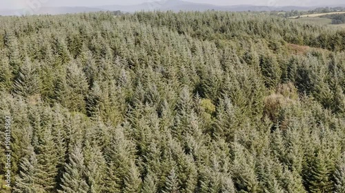 dense forest canopy under a cloudy sky