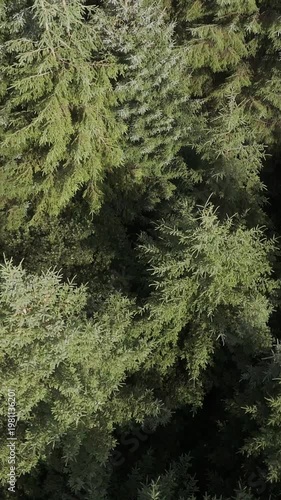 Witness the majestic scale of a mature forest, a visual symphony of greens from a birdseye perspective.