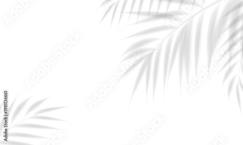 Palm Branch AndI solated White Background