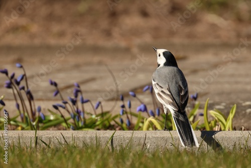 The white wagtail (Motacilla alba) bird