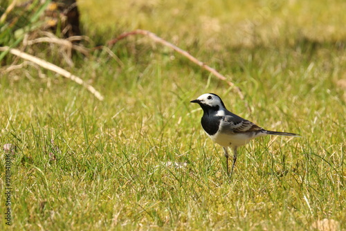 The white wagtail (Motacilla alba) bird