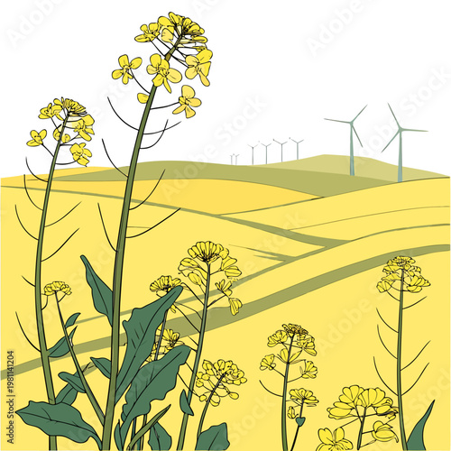 A vibrant illustration depicts a field of bright yellow rapeseed flowers in full bloom with distant wind turbines on the horizon