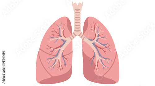 Flat vector graphic illustration of human internal organ lungs with trachea and bronchioles.